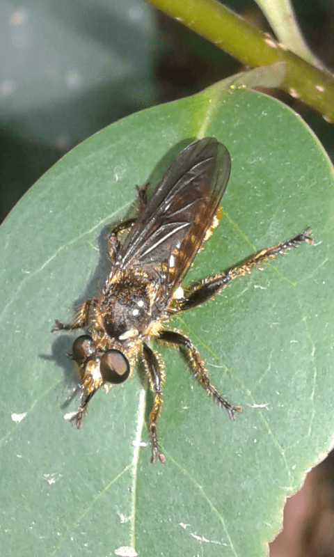 Asilidae ; Choerades sp.?  S